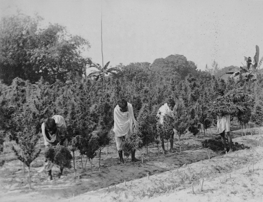 Ganja Mahala 1894