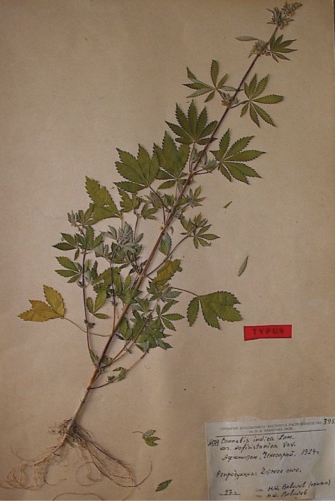 var. asperrima aka kafiristanica